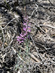 Comesperma polygaloides