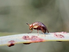Steganopsis melanogaster