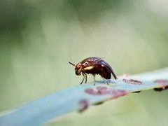 Steganopsis melanogaster