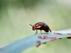 Steganopsis melanogaster