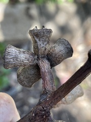 Eucalyptus stricklandii