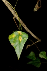 Echinostephia aculeata