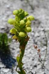 Disa sabulosa