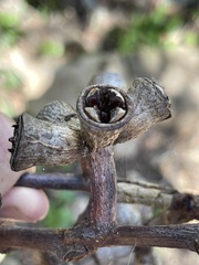 Eucalyptus stricklandii