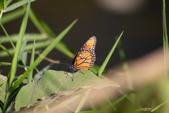Danaus gilippus thersippus