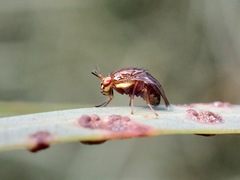 Steganopsis melanogaster
