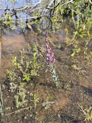 Comesperma polygaloides