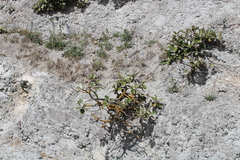 Pachystegia insignis