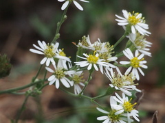 Aster ageratoides scaberulus