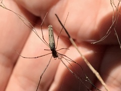 Tetragnatha laboriosa