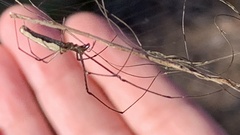 Tetragnatha laboriosa