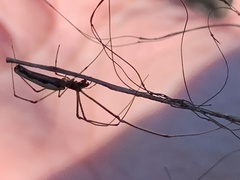 Tetragnatha laboriosa