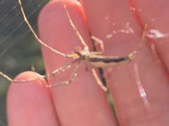 Tetragnatha laboriosa