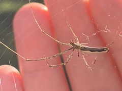 Tetragnatha laboriosa