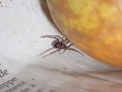 Steatoda grossa