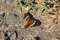Anartia fatima colima