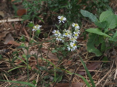 Aster ageratoides scaberulus