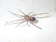 Steatoda grossa