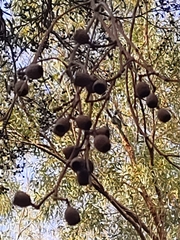 Eucalyptus marginata