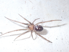 Steatoda grossa