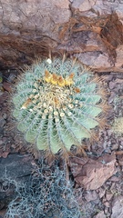 Ferocactus