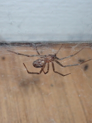 Araneae