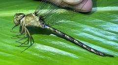 Gynacantha subinterrupta