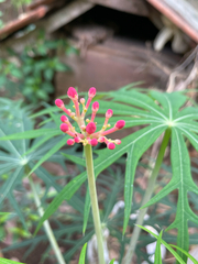 Jatropha multifida