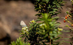 Leptotes pirithous