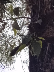 Eucalyptus marginata