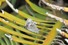 Theclinesthes onycha