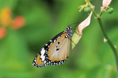 Danaus petilia