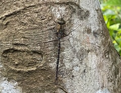 Gynacantha subinterrupta