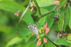 Theclinesthes serpentata