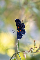 Melanis acroleuca acroleuca