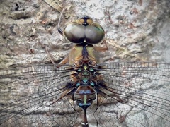 Gynacantha subinterrupta