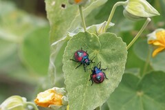Tectocoris diophthalmus