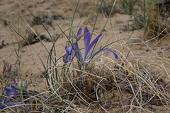 Iris tenuifolia