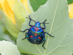 Tectocoris diophthalmus