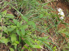 Aster ageratoides scaberulus