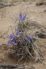 Iris tenuifolia