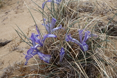 Iris tenuifolia