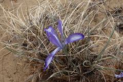 Iris tenuifolia