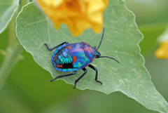 Tectocoris diophthalmus