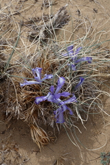 Iris tenuifolia