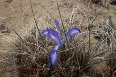 Iris tenuifolia