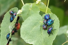 Tectocoris diophthalmus