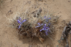 Iris tenuifolia