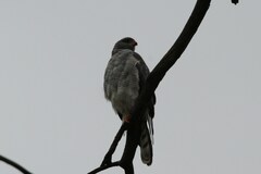 Micronisus gabar gabar