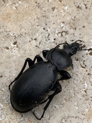 Carabus